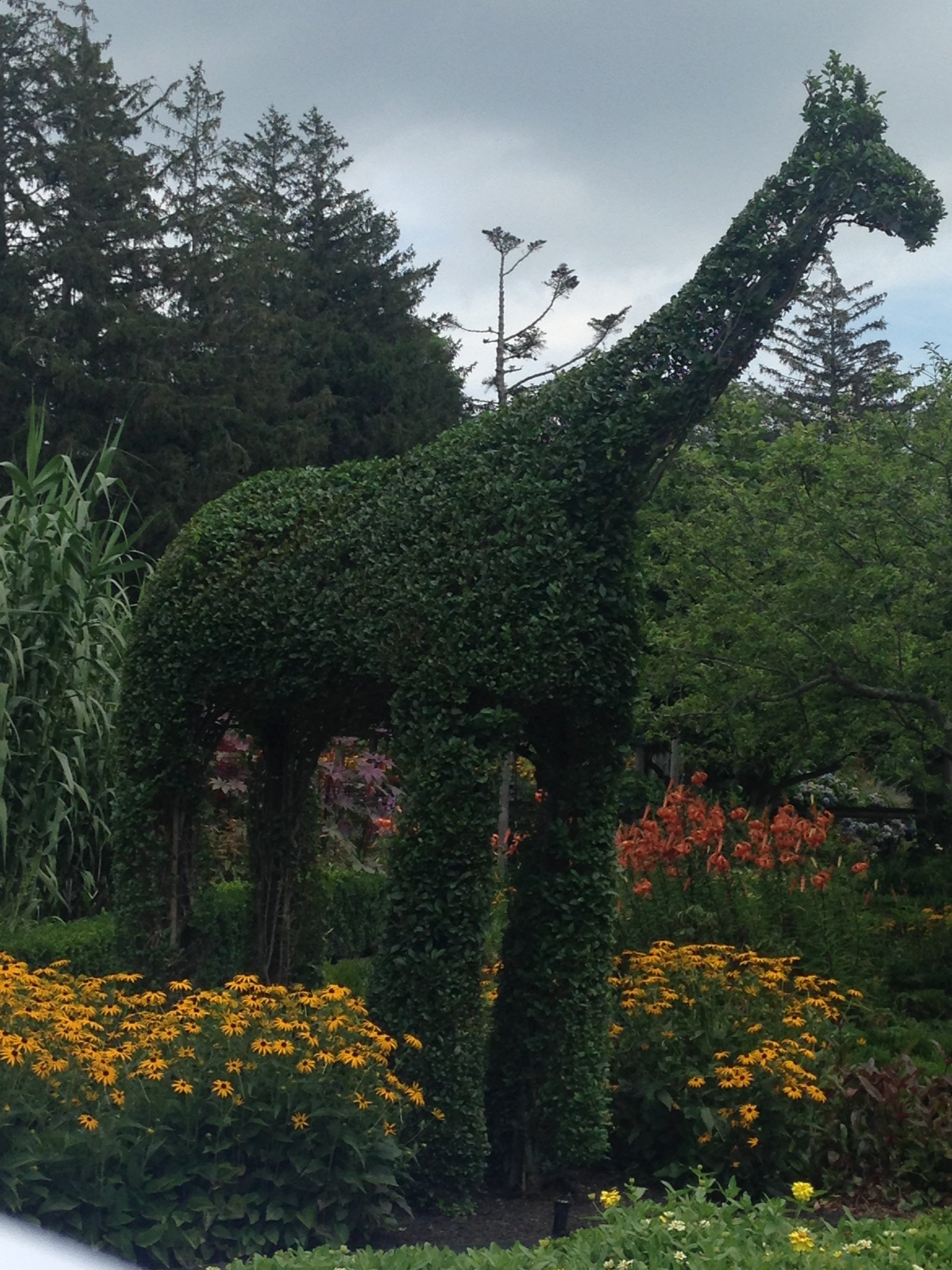 Giraffe topiary