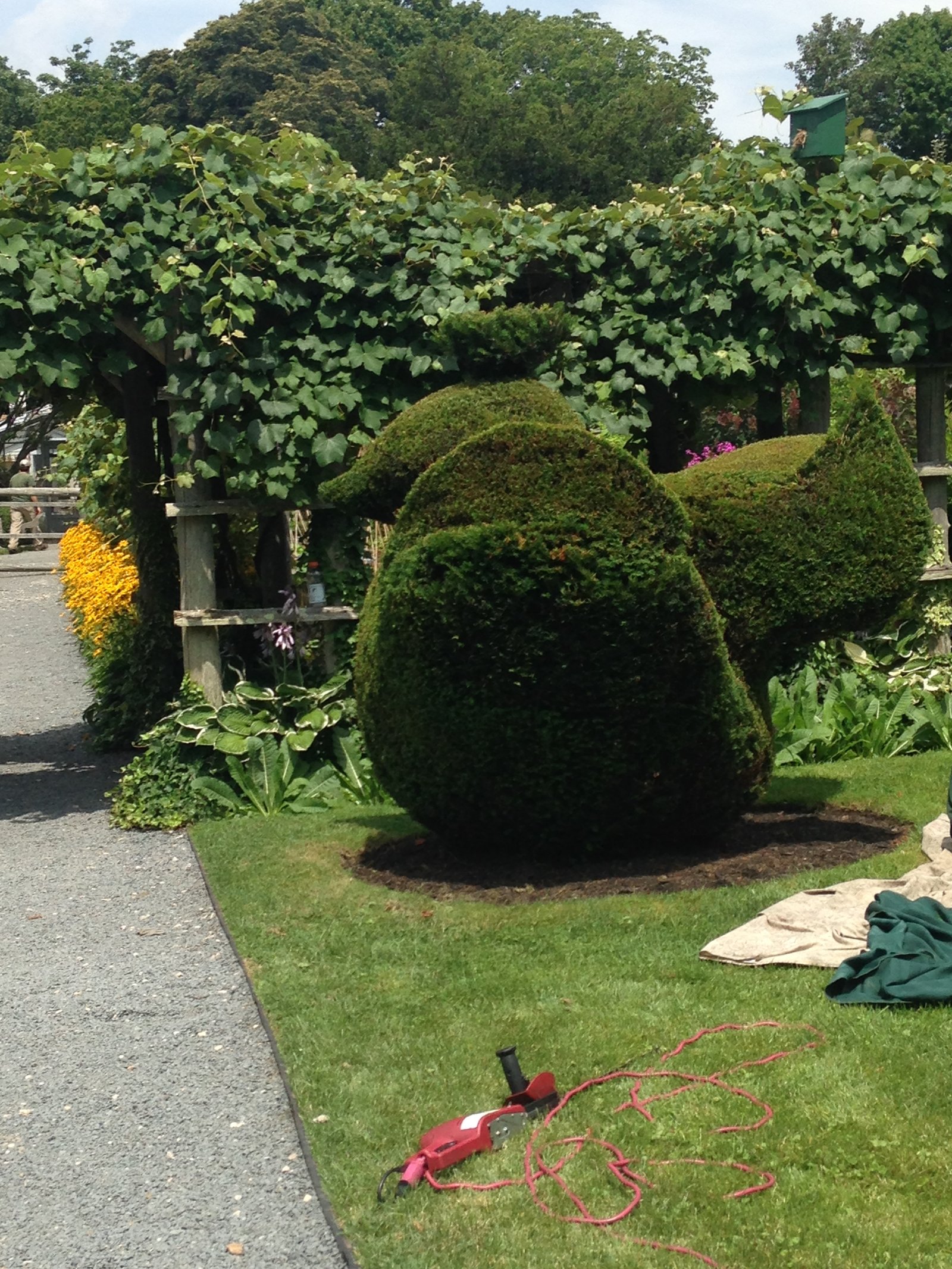 Rooster topiary