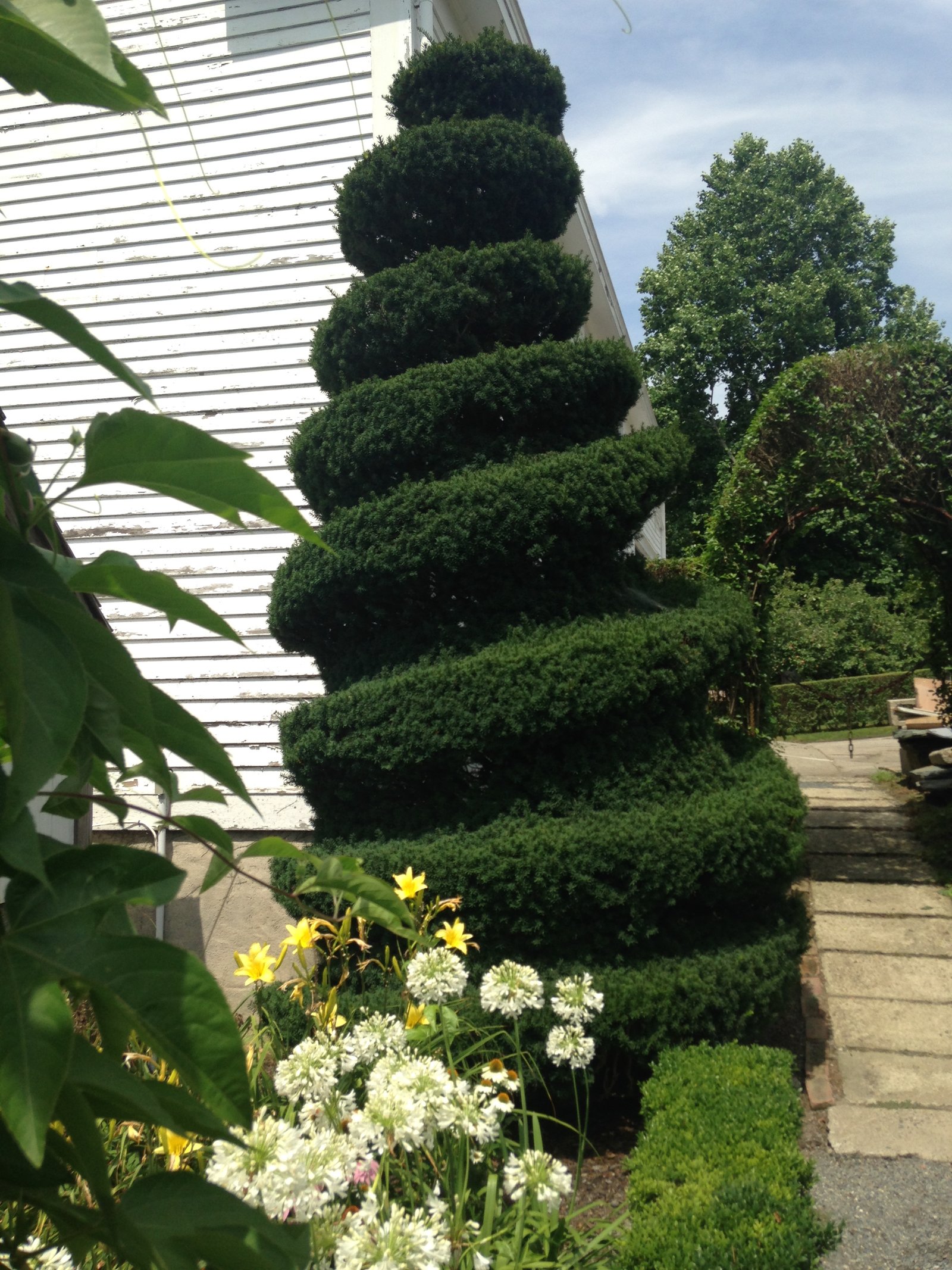 Spiral topiary